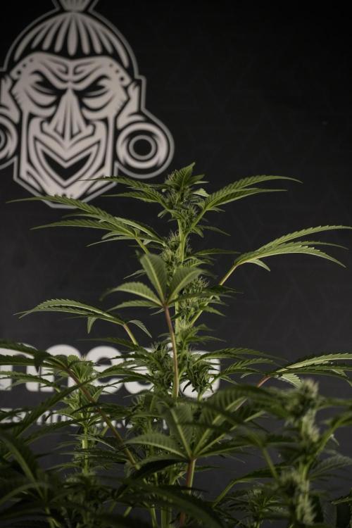 TicaL X Zamnesia-NectarDrip pack#268/750. Week 9 - Nectar Drip 12/12 From seed