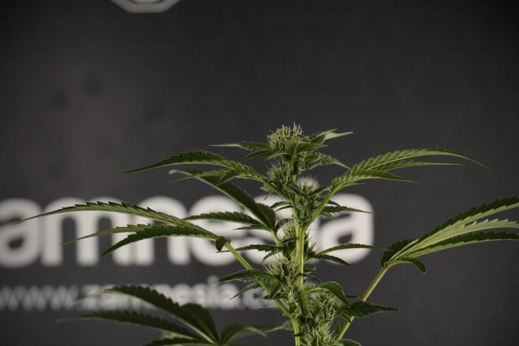 TicaL X Zamnesia-NectarDrip pack#268/750. Week 9 - Nectar Drip 12/12 From seed