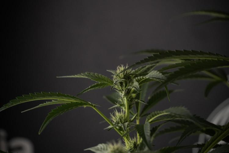 TicaL X Zamnesia-NectarDrip pack#268/750. Week 9 - Nectar Drip 12/12 From seed