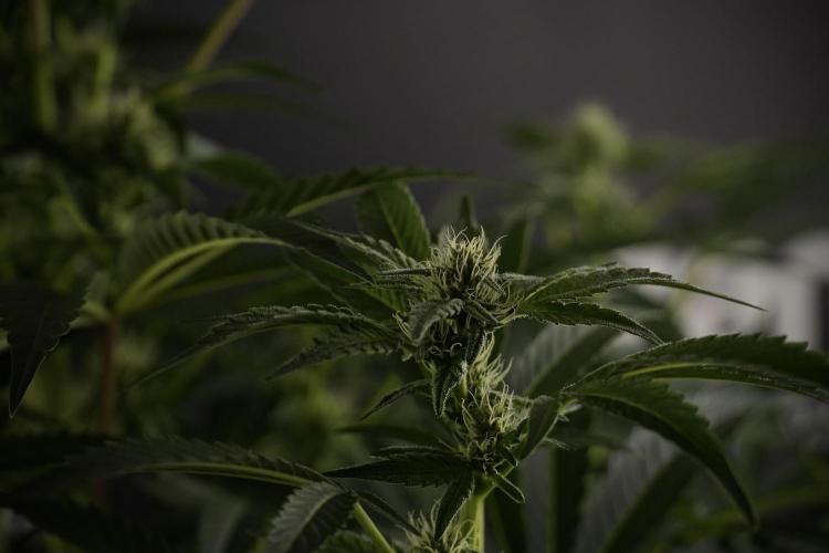 TicaL X Zamnesia-NectarDrip pack#268/750. Week 9 - Nectar Drip 12/12 From seed