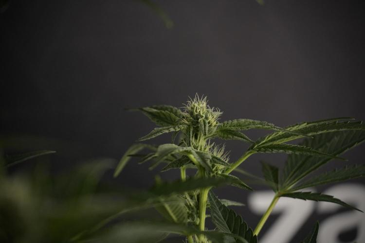 TicaL X Zamnesia-NectarDrip pack#268/750. Week 9 - Nectar Drip 12/12 From seed