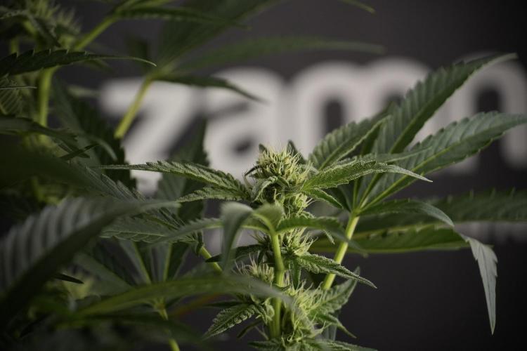 TicaL X Zamnesia-NectarDrip pack#268/750. Week 9 - Nectar Drip 12/12 From seed