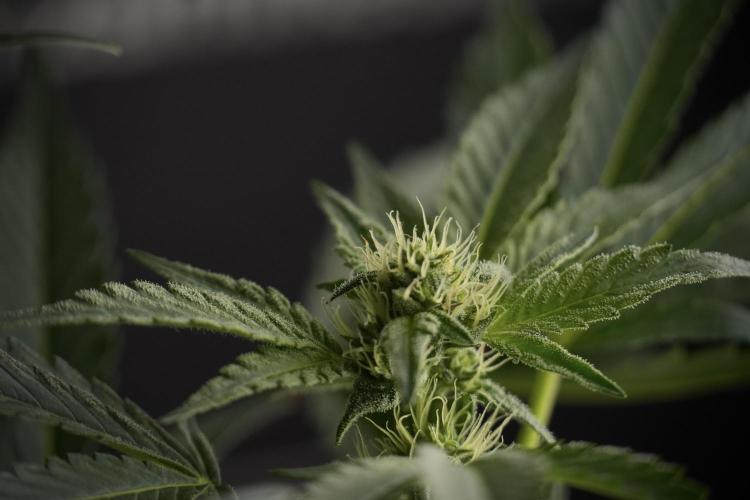 TicaL X Zamnesia-NectarDrip pack#268/750. Week 9 - Nectar Drip 12/12 From seed