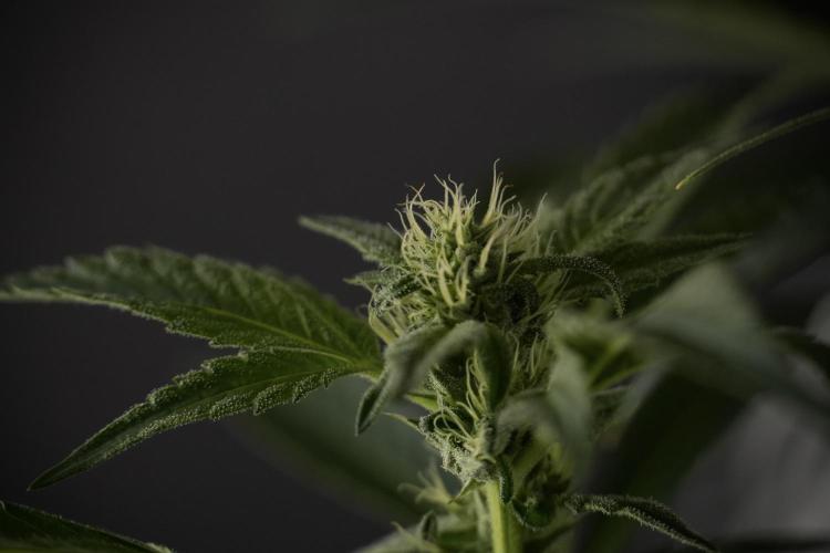 TicaL X Zamnesia-NectarDrip pack#268/750. Week 9 - Nectar Drip 12/12 From seed