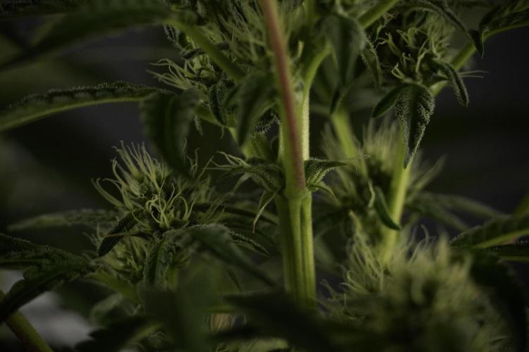 TicaL X Zamnesia-NectarDrip pack#268/750. Week 9 - Nectar Drip 12/12 From seed