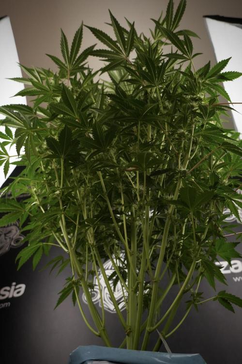 TicaL X Zamnesia-NectarDrip pack#268/750. Week 9 - Nectar Drip 12/12 From seed