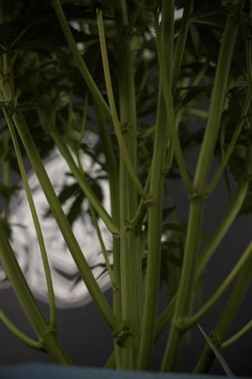 TicaL X Zamnesia-NectarDrip pack#268/750. Week 9 - Nectar Drip 12/12 From seed