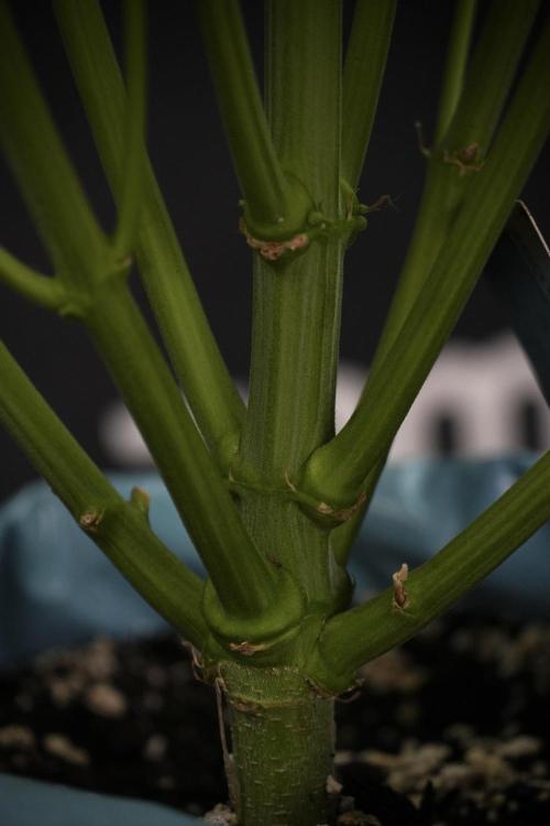 TicaL X Zamnesia-NectarDrip pack#268/750. Week 9 - Nectar Drip 12/12 From seed