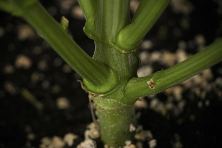 TicaL X Zamnesia-NectarDrip pack#268/750. Week 9 - Nectar Drip 12/12 From seed