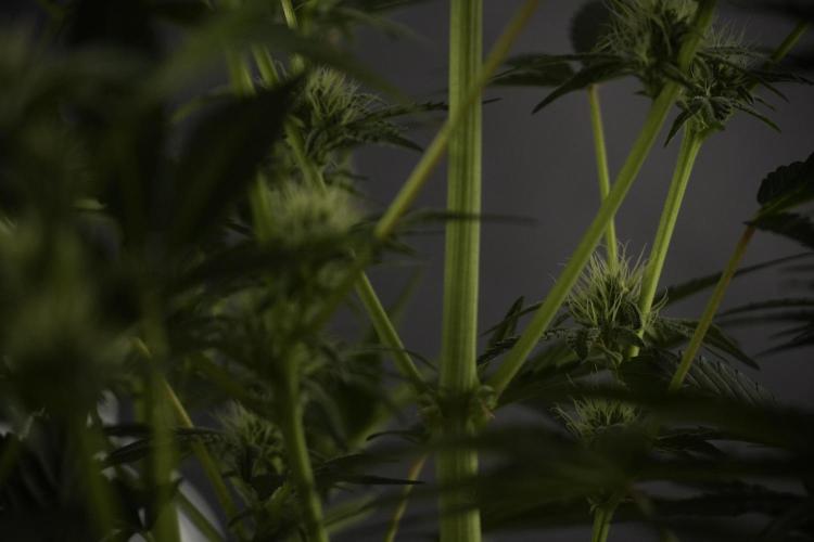 TicaL X Zamnesia-NectarDrip pack#268/750. Week 9 - Nectar Drip 12/12 From seed