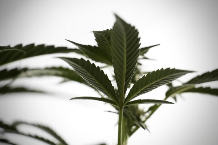 TicaL X Zamnesia-NectarDrip pack#268/750. Week 9 - Nectar Drip 12/12 From seed