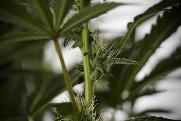 TicaL X Zamnesia-NectarDrip pack#268/750. Week 9 - Nectar Drip 12/12 From seed