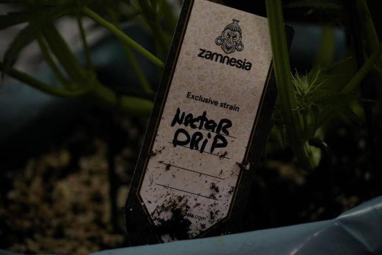 TicaL X Zamnesia-NectarDrip pack#268/750. Week 9 - Nectar Drip 12/12 From seed