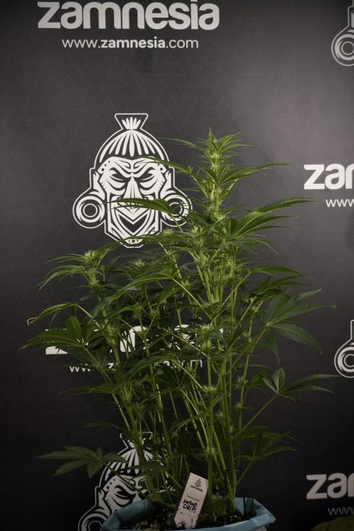 TicaL X Zamnesia-NectarDrip pack#268/750. Week 9 - Nectar Drip 12/12 From seed