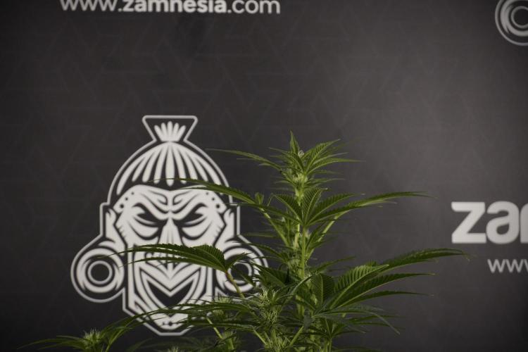 TicaL X Zamnesia-NectarDrip pack#268/750. Week 9 - Nectar Drip 12/12 From seed