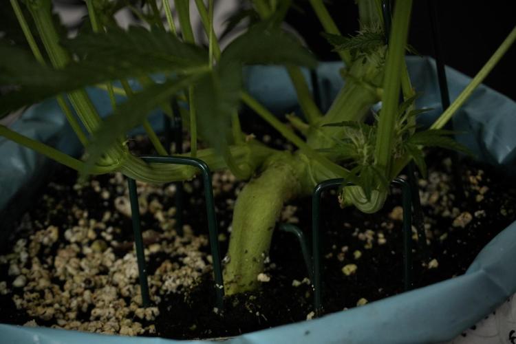 TicaL X Zamnesia-NectarDrip pack#268/750. Week 9 - Nectar Drip 12/12 From seed