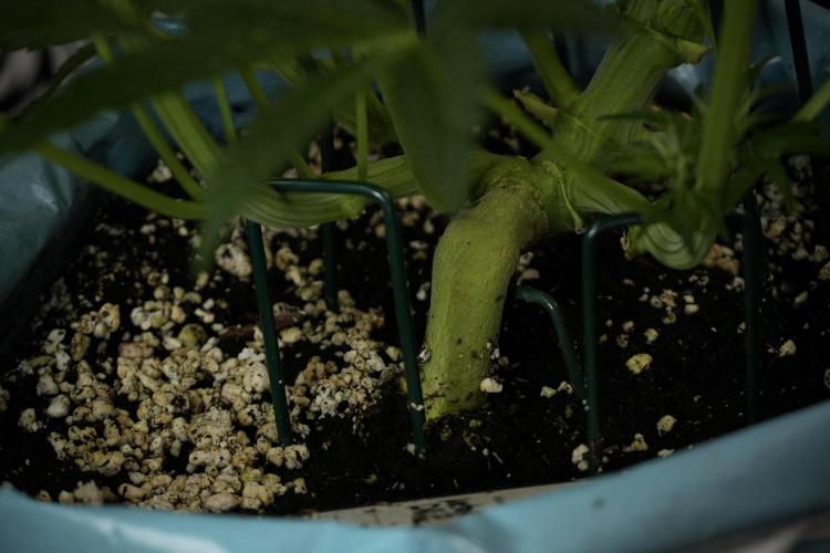 TicaL X Zamnesia-NectarDrip pack#268/750. Week 9 - Nectar Drip 12/12 From seed