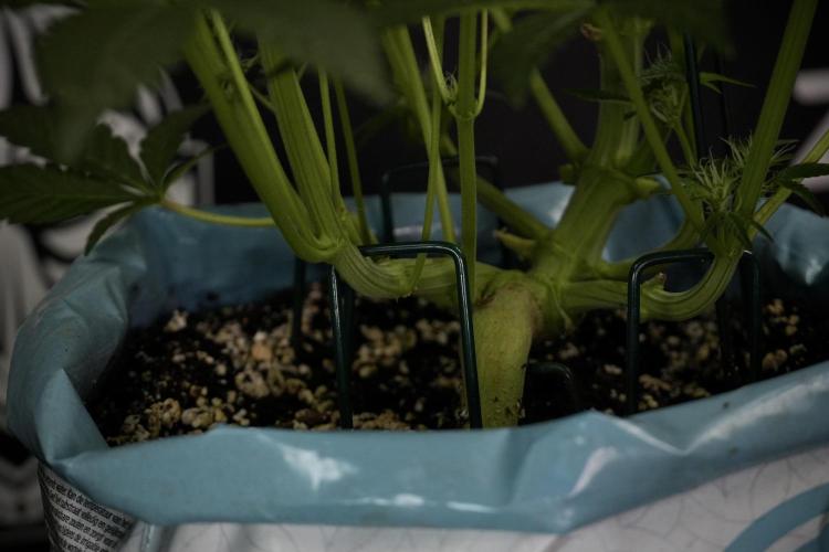 TicaL X Zamnesia-NectarDrip pack#268/750. Week 9 - Nectar Drip 12/12 From seed