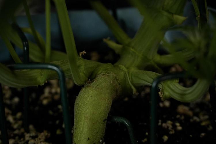 TicaL X Zamnesia-NectarDrip pack#268/750. Week 9 - Nectar Drip 12/12 From seed