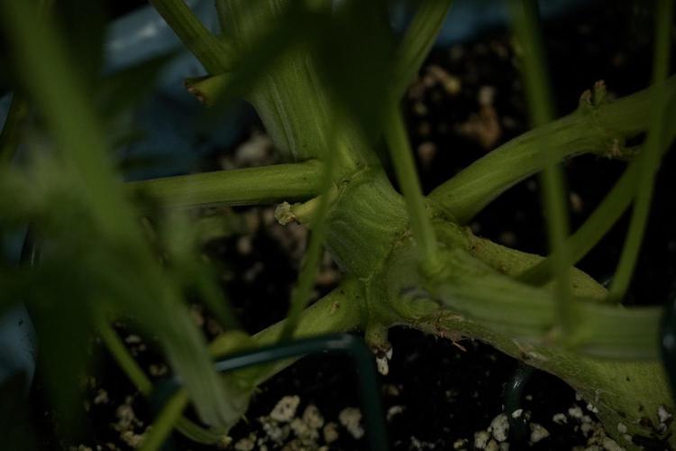 TicaL X Zamnesia-NectarDrip pack#268/750. Week 9 - Nectar Drip 12/12 From seed