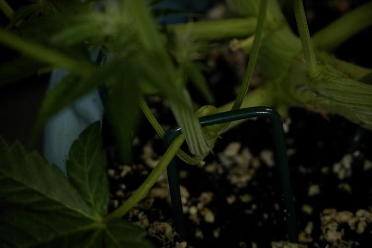 TicaL X Zamnesia-NectarDrip pack#268/750. Week 9 - Nectar Drip 12/12 From seed