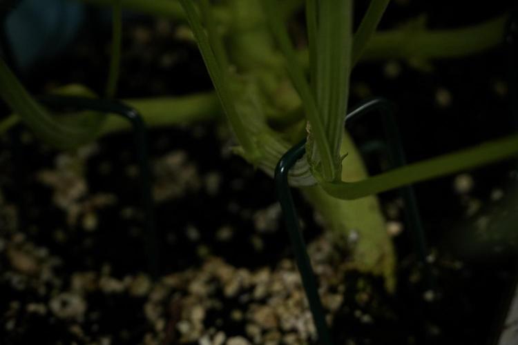 TicaL X Zamnesia-NectarDrip pack#268/750. Week 9 - Nectar Drip 12/12 From seed