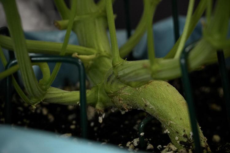 TicaL X Zamnesia-NectarDrip pack#268/750. Week 9 - Nectar Drip 12/12 From seed