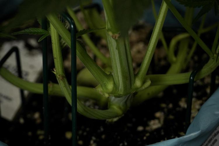 TicaL X Zamnesia-NectarDrip pack#268/750. Week 9 - Nectar Drip 12/12 From seed