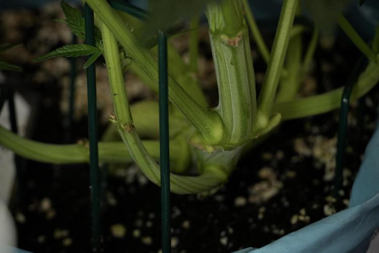 TicaL X Zamnesia-NectarDrip pack#268/750. Week 9 - Nectar Drip 12/12 From seed