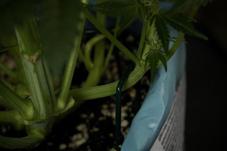 TicaL X Zamnesia-NectarDrip pack#268/750. Week 9 - Nectar Drip 12/12 From seed