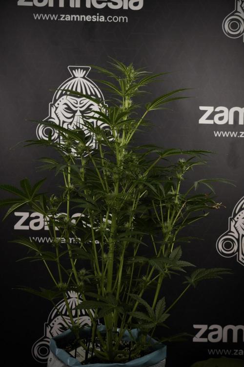 TicaL X Zamnesia-NectarDrip pack#268/750. Week 9 - Nectar Drip 12/12 From seed