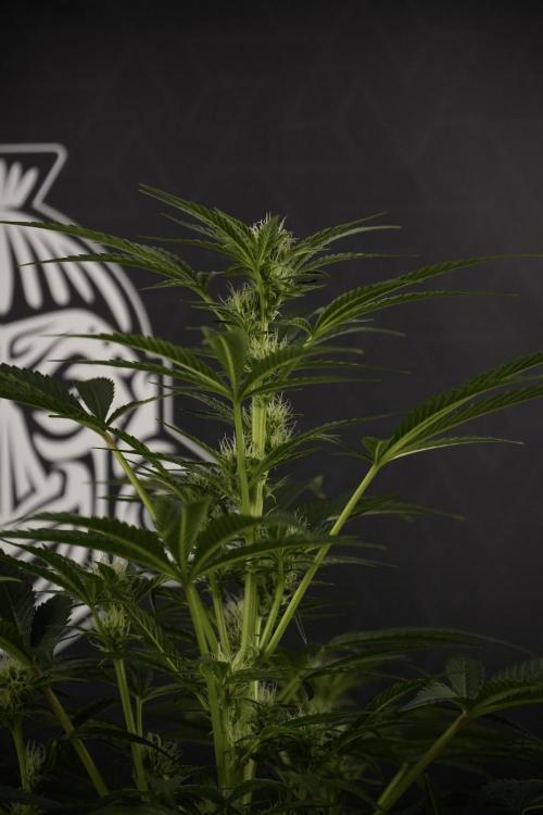 TicaL X Zamnesia-NectarDrip pack#268/750. Week 9 - Nectar Drip 12/12 From seed