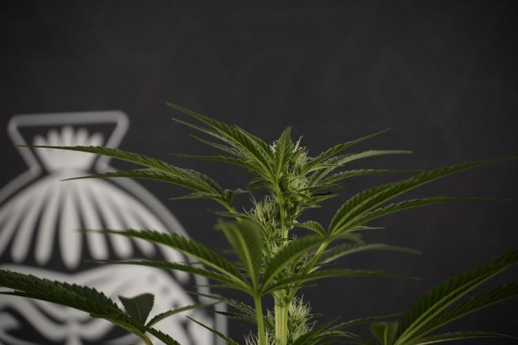 TicaL X Zamnesia-NectarDrip pack#268/750. Week 9 - Nectar Drip 12/12 From seed