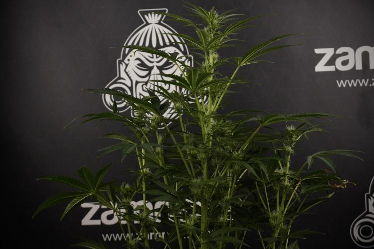 TicaL X Zamnesia-NectarDrip pack#268/750. Week 9 - Nectar Drip 12/12 From seed