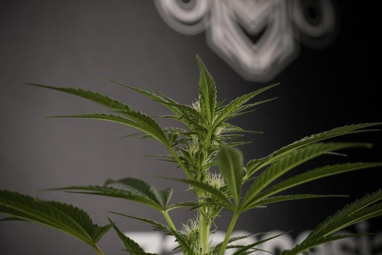 TicaL X Zamnesia-NectarDrip pack#268/750. Week 9 - Nectar Drip 12/12 From seed