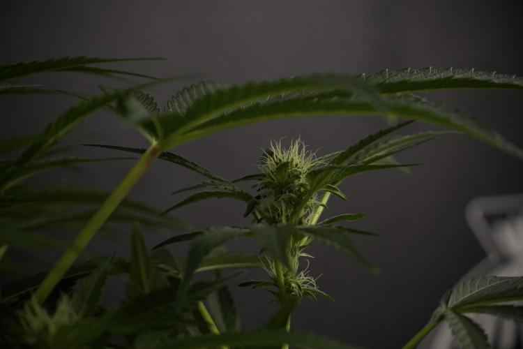 TicaL X Zamnesia-NectarDrip pack#268/750. Week 9 - Nectar Drip 12/12 From seed