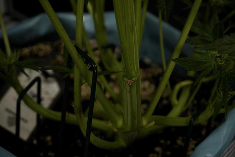 TicaL X Zamnesia-NectarDrip pack#268/750. Week 9 - Nectar Drip 12/12 From seed