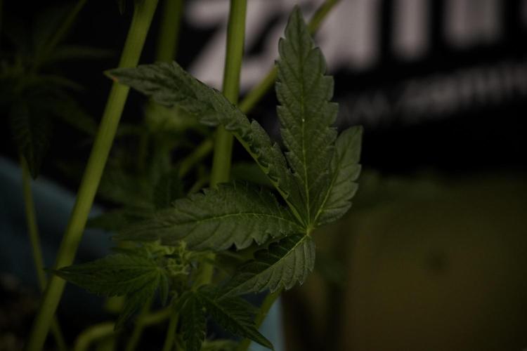 TicaL X Zamnesia-NectarDrip pack#268/750. Week 9 - Nectar Drip 12/12 From seed