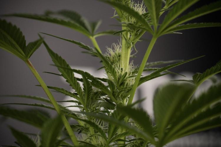 TicaL X Zamnesia-NectarDrip pack#268/750. Week 9 - Nectar Drip 12/12 From seed