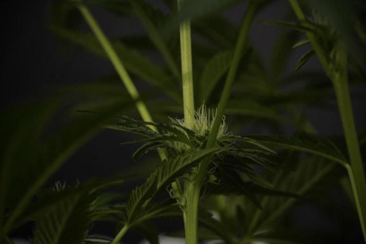 TicaL X Zamnesia-NectarDrip pack#268/750. Week 9 - Nectar Drip 12/12 From seed