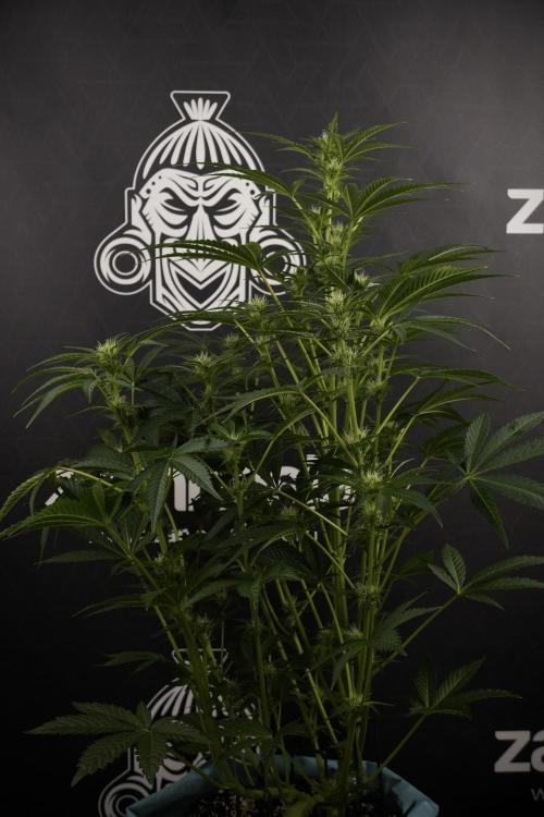 TicaL X Zamnesia-NectarDrip pack#268/750. Week 9 - Nectar Drip 12/12 From seed