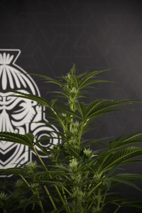 TicaL X Zamnesia-NectarDrip pack#268/750. Week 9 - Nectar Drip 12/12 From seed