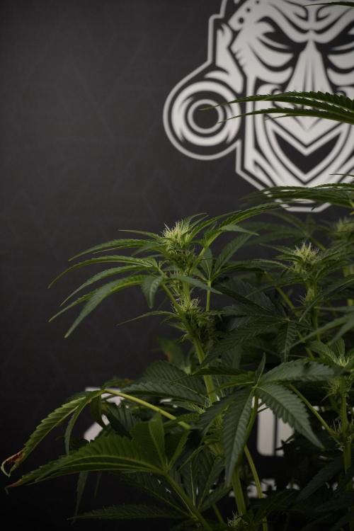 TicaL X Zamnesia-NectarDrip pack#268/750. Week 9 - Nectar Drip 12/12 From seed