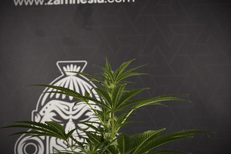 TicaL X Zamnesia-NectarDrip pack#268/750. Week 9 - Nectar Drip 12/12 From seed