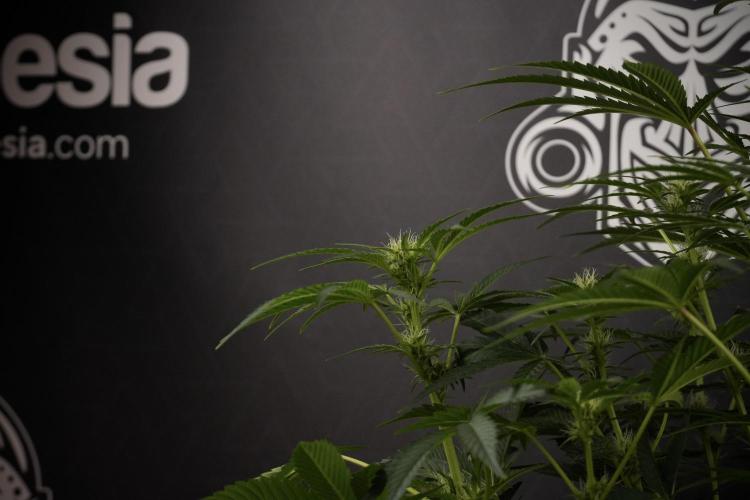 TicaL X Zamnesia-NectarDrip pack#268/750. Week 9 - Nectar Drip 12/12 From seed