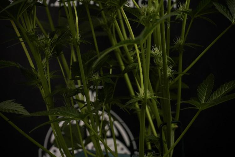 TicaL X Zamnesia-NectarDrip pack#268/750. Week 9 - Nectar Drip 12/12 From seed