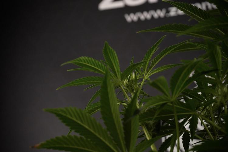 TicaL X Zamnesia-NectarDrip pack#268/750. Week 9 - Nectar Drip 12/12 From seed