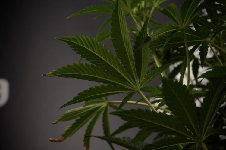 TicaL X Zamnesia-NectarDrip pack#268/750. Week 9 - Nectar Drip 12/12 From seed