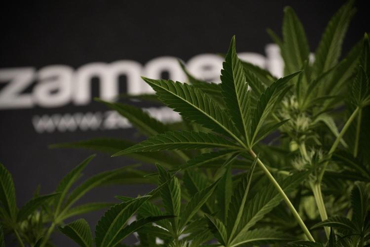 TicaL X Zamnesia-NectarDrip pack#268/750. Week 9 - Nectar Drip 12/12 From seed