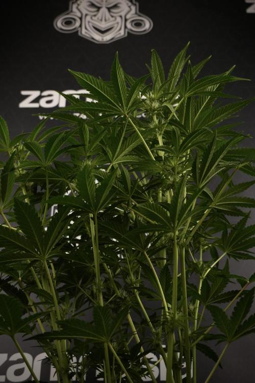 TicaL X Zamnesia-NectarDrip pack#268/750. Week 9 - Nectar Drip 12/12 From seed